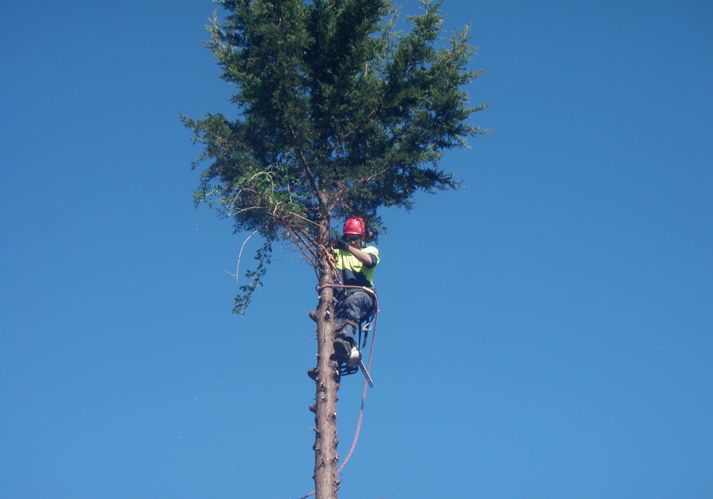 Tree services for tree removal lopping shaping and pruning